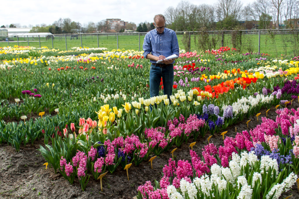 planten - De Ree Holland